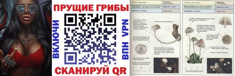 Галлюциногенные грибы Psilocybe  Староминская 